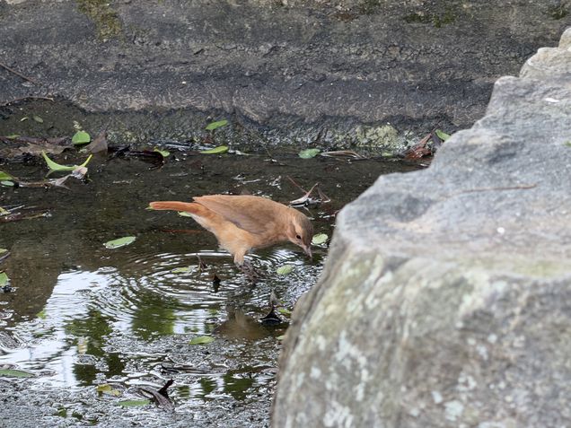 iPhone 17 Pro - Câmera periscópio/zoom 8x