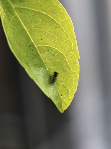 Huawei Pura 80 Ultra - modo macro