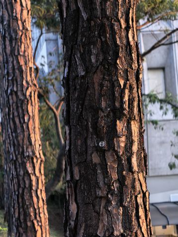 Huawei Pura 80 Ultra - modo macro