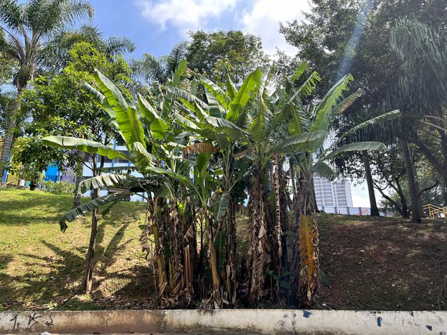 iPhone 13 - Fotos da câmera