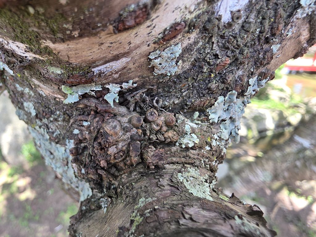 Galaxy S25 Utlra macro