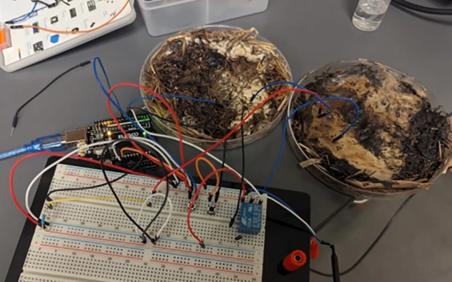 Cientistas criam computador feito de fungos shiitake — chip de memória RAM chega a quase 6 GHz