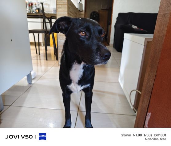 Jovi V50 - Câmera principal