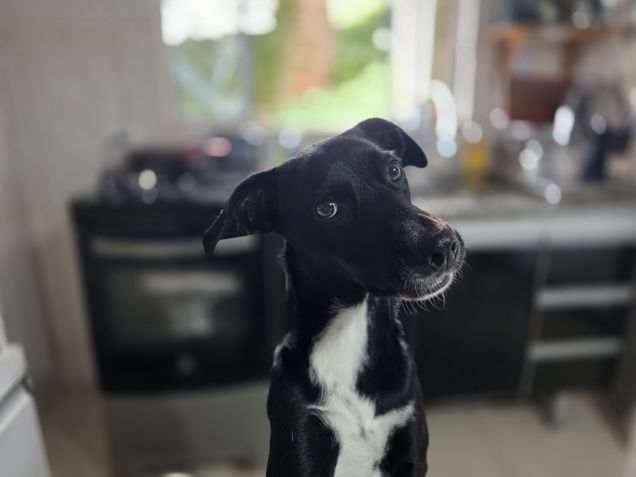 Galaxy S25 Edge - Câmera principal / modo retrato