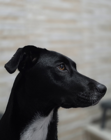 Galaxy S25 Edge - Câmera principal