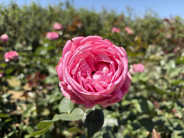 iPhone Air - Câmera traseira