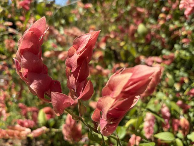 iPhone Air - Câmera traseira