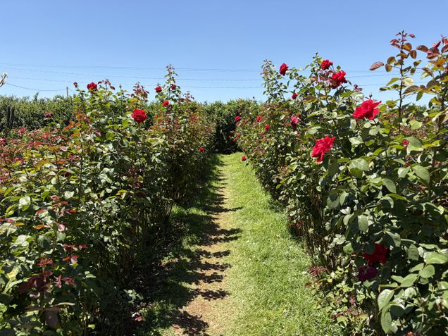 iPhone Air - Câmera traseira