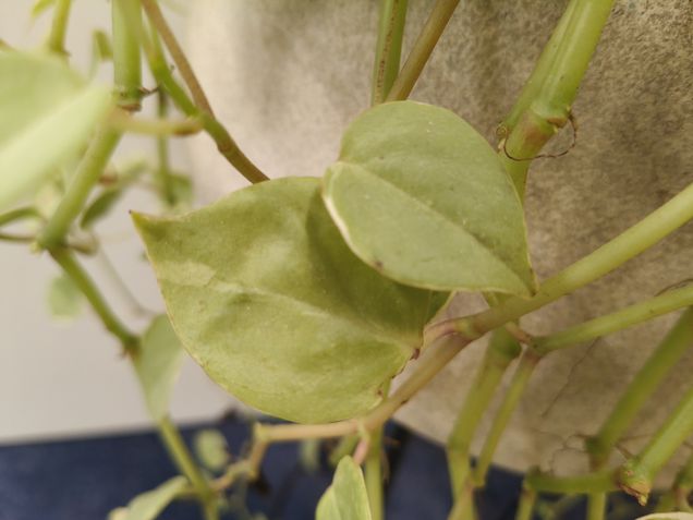 Teste de câmeras - Realme 15