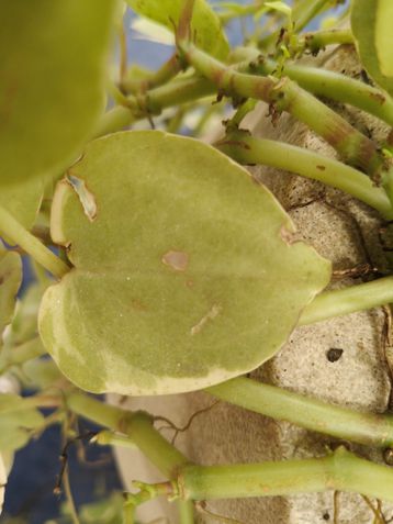 Teste de câmeras - Realme 15