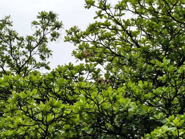 Teste de câmeras - Realme 15