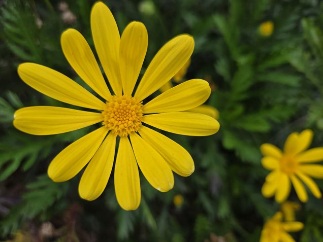 Galaxy S25 - Modo macro