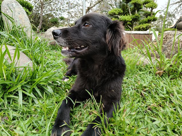 Realme 14 Pro Plus - Câmera principal