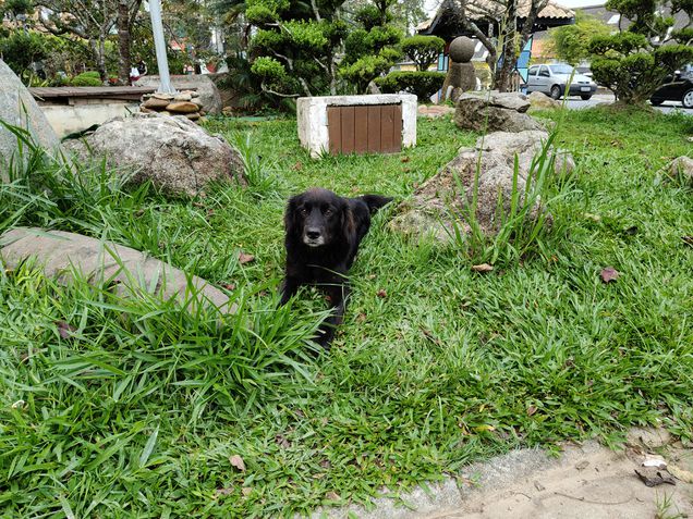 Realme 14 Pro Plus - Câmera principal